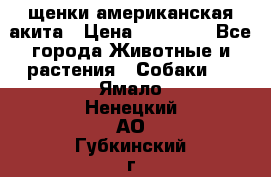 щенки американская акита › Цена ­ 30 000 - Все города Животные и растения » Собаки   . Ямало-Ненецкий АО,Губкинский г.